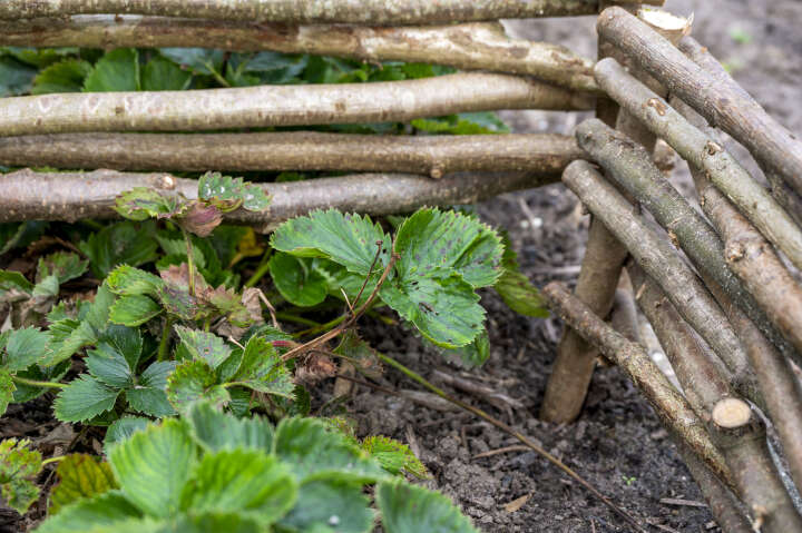 dobar Beeteinfassungen aus Haselnuss